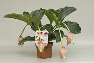 1200px-medinilla5knop