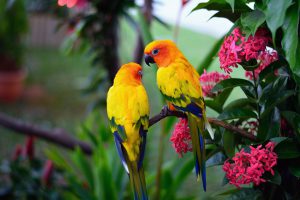 Parrots image